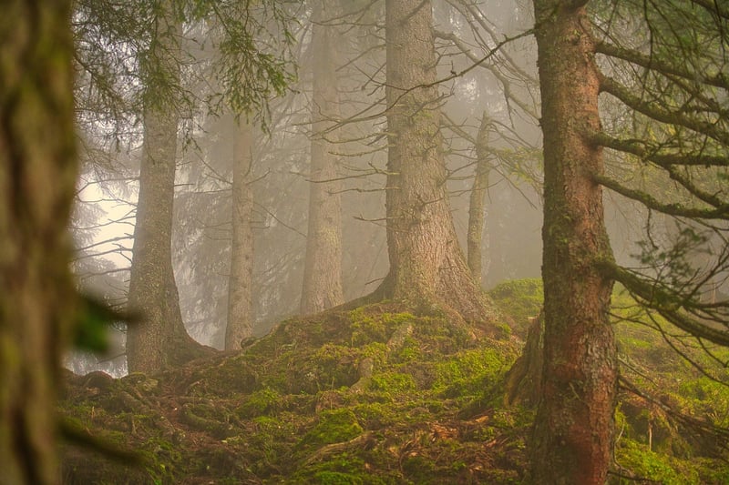 Tranquil Forest